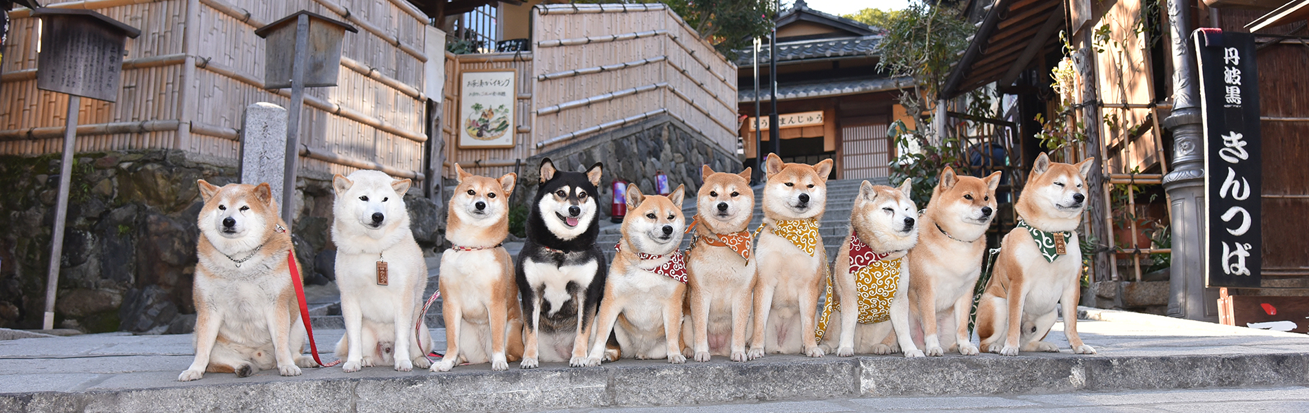 京都二年坂と柴犬
