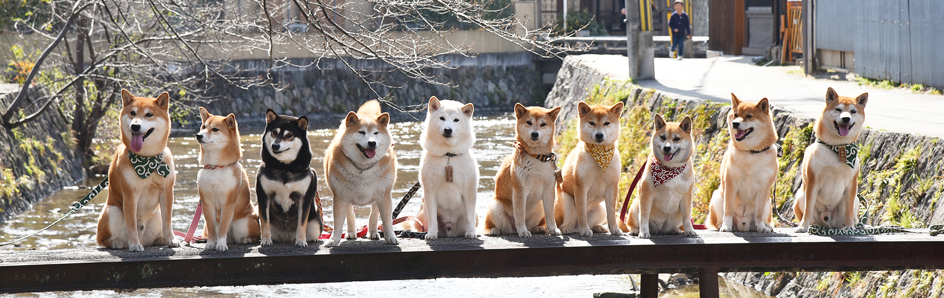 京都東山で柴犬集合ゲリラ