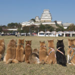 柴犬と姫路城