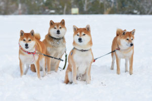 柴犬と雪遊び
