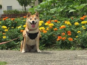 花壇と柴犬