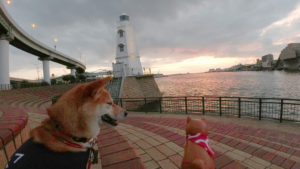 大浜灯台と柴犬