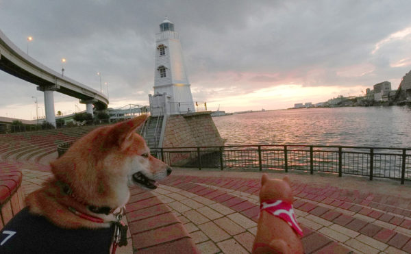 大浜灯台と柴犬